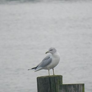 Ring billed gull