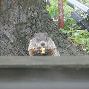 Groundhog eating an apple