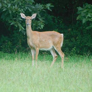 White tailed deer