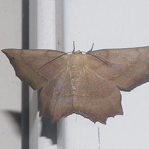 obtuse euchlaena moth