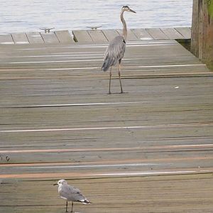 Great blue heron and a seagull