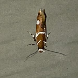 Suzuki's promolactis moth