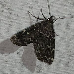 smoky idia moth
