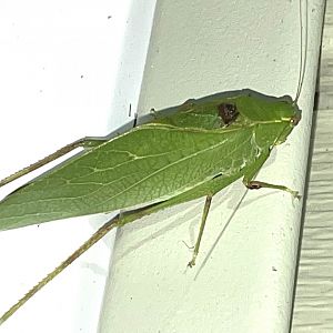 lesser angle winged katydid