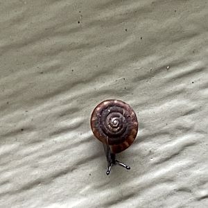 Rounded snail