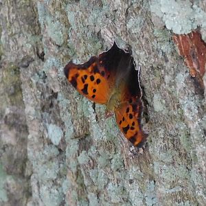 question mark butterfly