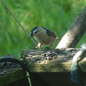 White breasted nuthatch