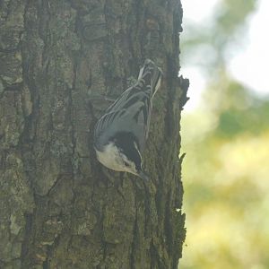 White breasted nuthatch