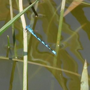 Big bluet