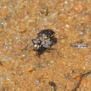 bronzed tiger beetle