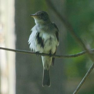 Eastern wood pewee