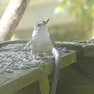 White breasted nuthatch