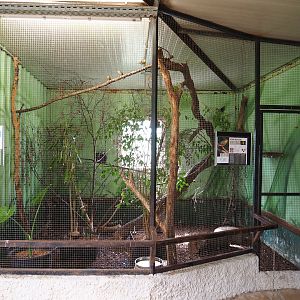 Red-billed Leiothrix and Common emerald dove aviary, 2021-06-15