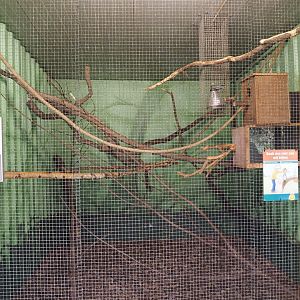 Common marmoset exhibit, 2021-06-15