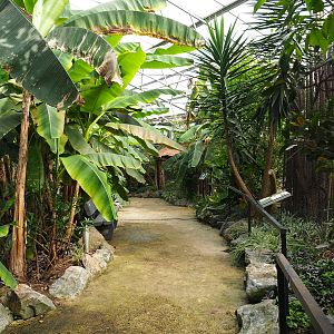 Walkway in the tropical hall, 2021-06-15