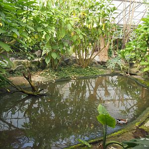 Pool in the tropical hall, 2021-06-15
