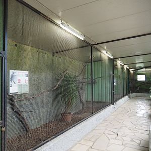 Northern white-faced scops-owl aviary, 2021-06-15