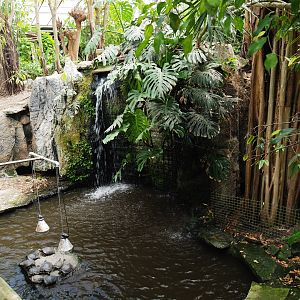 Pond slider turtle exhibit, 2021-06-15