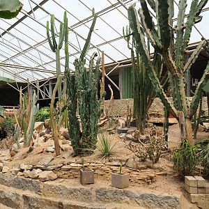 Desert garden area in the tropical hall, 2021-06-15