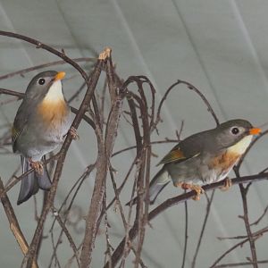 Red-billed Leiothrixes, (Leiothrix lutea), 2021-06-15