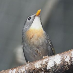 Red-billed Leiothrix, (Leiothrix lutea), 2021-06-15