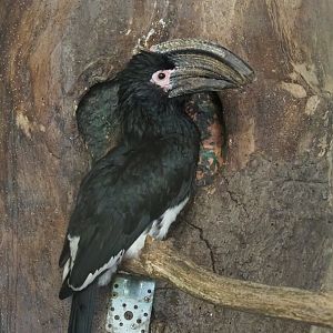 Trumpeter hornbill (Bycanistes bucinator), 2021-06-15