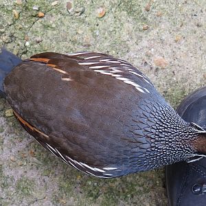 Californian quail (Callipepla californica), pecking at my boots, 2021-06-15