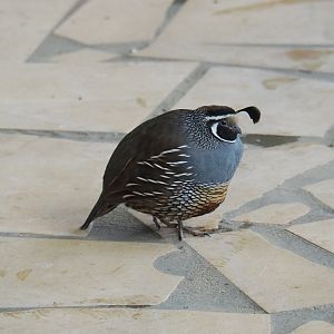 Californian quail (Callipepla californica), 2021-06-15