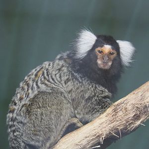 Common marmoset (Callithrix jacchus), 2021-06-15