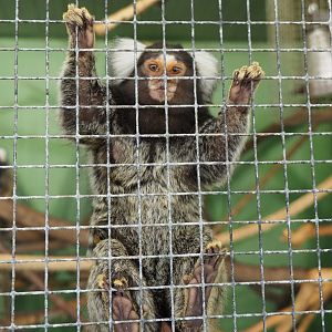 Common marmoset (Callithrix jacchus), 2021-06-15