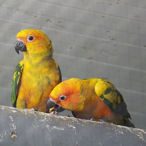 Sun conures (Aratinga solstitialis), 2021-06-15