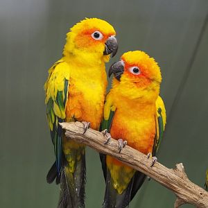 Sun conures (Aratinga solstitialis), 2021-06-15