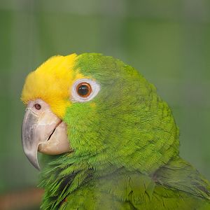 Yellow-crowned amazon (Amazona ochrocephala), 2021-06-15