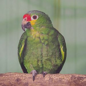Red-lored amazon (Amazona autumnalis autumnalis), 2021-06-15
