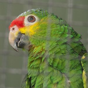 Red-lored amazon (Amazona autumnalis autumnalis), 2021-06-15