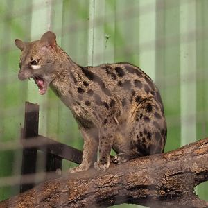Cape genet (Genetta tigrina), 2021-06-15