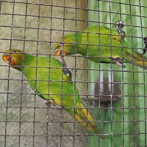 Olive-headed lorikeets  (Trichoglossus euteles), 2021-06-15