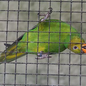 Olive-headed lorikeet (Trichoglossus euteles), 2021-06-15