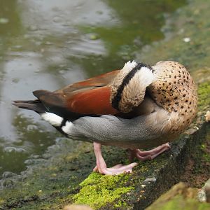 Ringed teal drake (Callonetta leucophrys), 2021-06-15