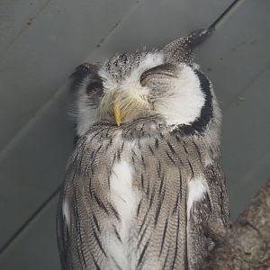Northern white-faced scops-owl (Ptilopsis leucotis), 2021-06-15