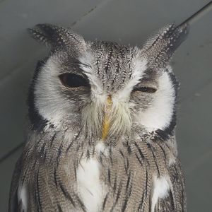 Northern white-faced scops-owl (Ptilopsis leucotis), 2021-06-15