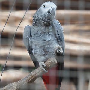 Congo African grey parrot (Psittacus erithacus erithacus), 2021-06-15