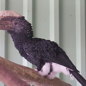 Silvery-cheeked hornbill (Bycanistes brevis), 2021-06-15