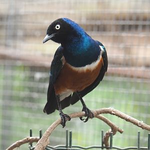 Superb starling (Lamprotornis superbus), 2021-06-15