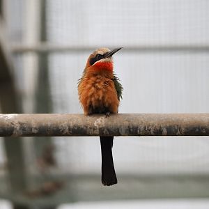 White-fronted bee-eater (Merops bullockoides), 2021-06-15