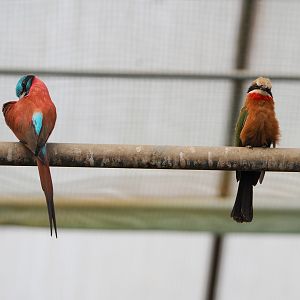 Northern carmine bee-eater (Merops nubicus) and White-fronted bee-eater (M. bullockoides), 2021-06-15