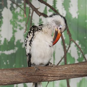 Northern red-billed hornbill (Tockus erythrorhynchus erythrorhynchus), 2021-06-15
