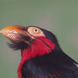 Bearded barbet (Pogonornis dubius), 2021-06-15