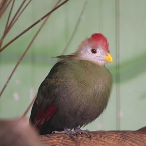 Red-crested turaco (Tauraco erythrolophus), 2021-06-15