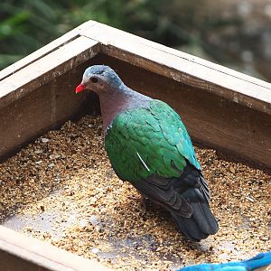 Grey-capped emerald dove (Chalcophaps indica), 2021-06-15